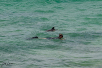  صور: ظهور مجموعة من الدلافين في شاطئ سيدنا علي قضاء يافا